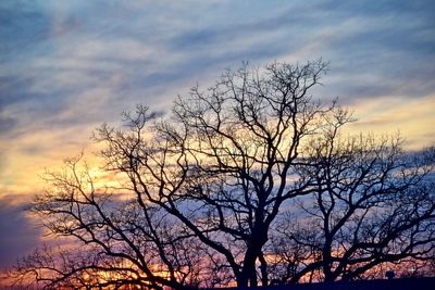 Low angle view of silhouette bare tree against sky