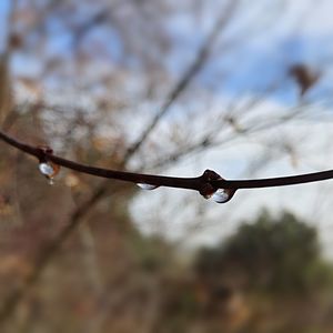 Close-up of barbed wire on plant against sky