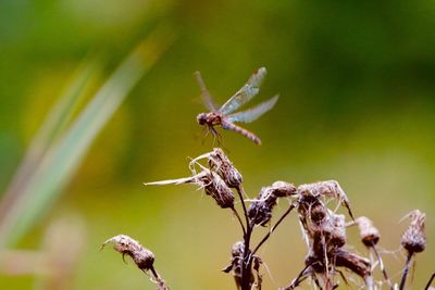 Close-up of dragonfly flying off plant