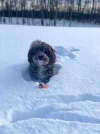 Dog on snow covered field