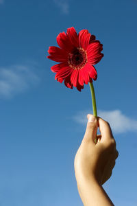 Close-up of hand holding red flower against sky