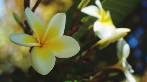 Close-up of frangipani on plant