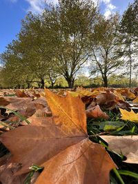 Close-up of autumn leaves on field against sky