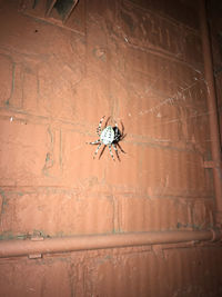 Close-up of spider on web