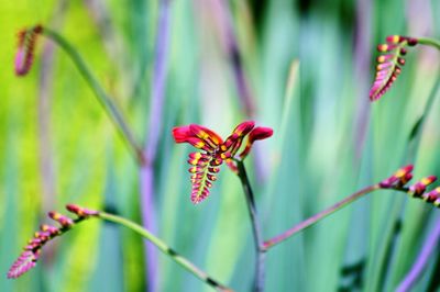 Close-up of red flowering plant