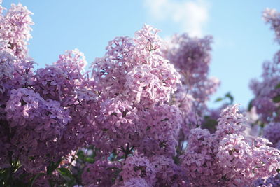 Close-up of pink cherry blossoms in spring