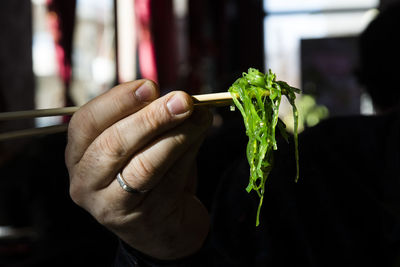 Close-up of hand holding leaf