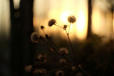 Close-up of plant against blurred background