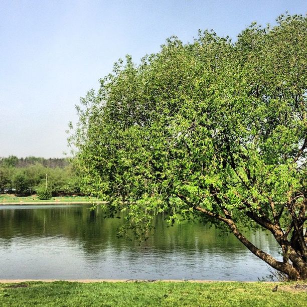 tree, water, tranquility, tranquil scene, beauty in nature, green color, growth, lake, scenics, nature, clear sky, grass, branch, idyllic, reflection, river, day, green, lush foliage, outdoors