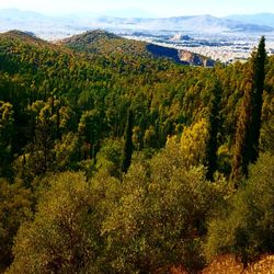 Trees in a valley