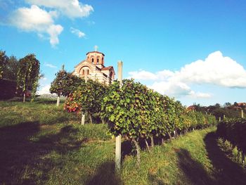 Church by vineyard against sky