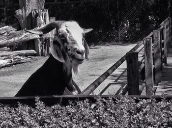 Horse in pen