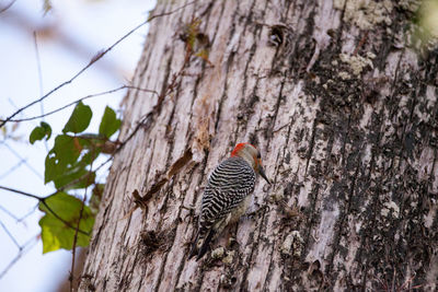 Close-up of bird perching on tree trunk