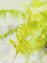 Close-up of insect on plant