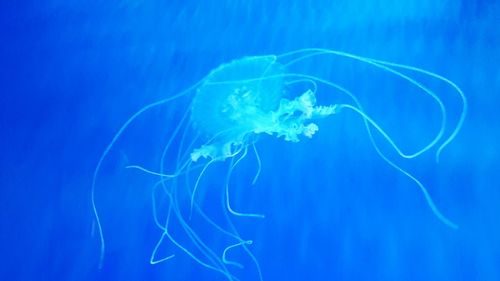 Close-up of jellyfish swimming in sea