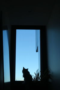 Silhouette cat looking through window