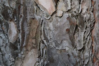 Full frame shot of tree trunk