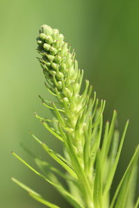 Close-up of succulent plant against green background