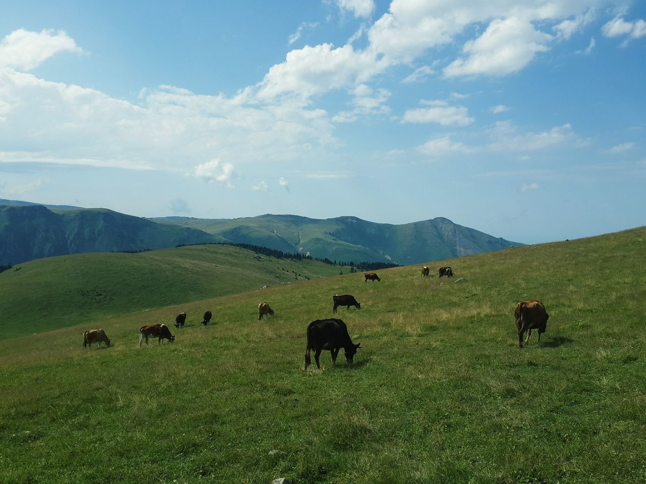 animal themes, domestic animals, livestock, grazing, grass, landscape, domestic cattle, sky, mountain, field, mountain range, cloud, green color, tranquility, nature, mammal, herbivorous, meadow, tranquil scene, green, blue, day, solitude, non-urban scene, remote, zoology, herd, pasture