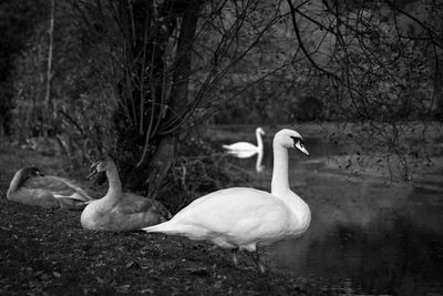 Swan in a lake