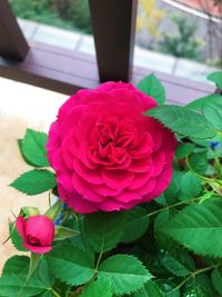 Close-up of pink rose blooming outdoors