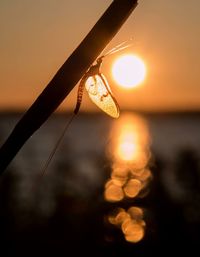 Close-up of lighting equipment in sea against sky during sunset