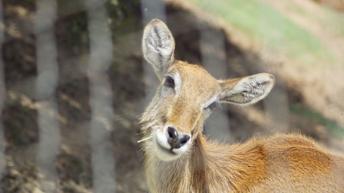 Close-up of deer