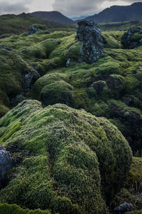 Scenic view of moss growing on rocks