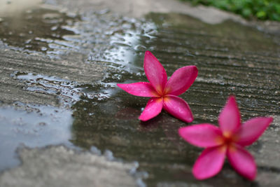 Close-up of pink flower with water drops