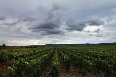 Scenic view of vineyard against sky