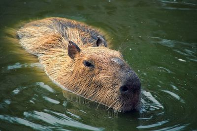 Close-up of capybara swimming in lake