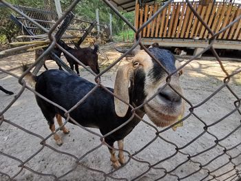 Horse standing in a fence