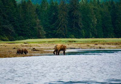 Mother bear walks into the water with her cubs