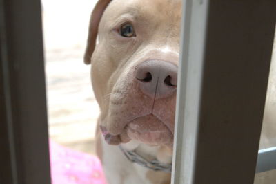 Close-up portrait of dog