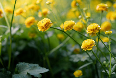 Buttercup, yellow flowers. blurred background. home gardening.