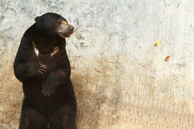 Sun bear looking away in zoo