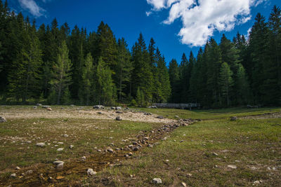 Scenic view of trees growing on field against sky