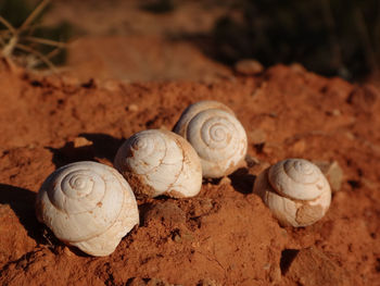 Close-up of snail