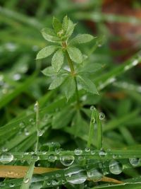 Close-up of wet plant leaves during rainy season