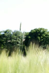 Close-up of fresh plants on field against clear sky