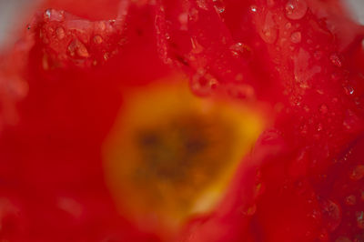 Full frame shot of red rose