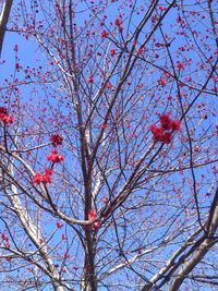 Low angle view of tree against sky