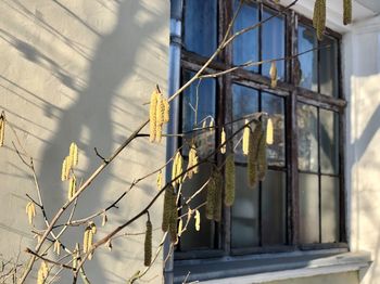 Close-up of metal fence against building