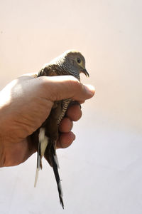 Close-up of hand holding bird