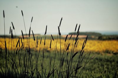 Crops growing on field against sky