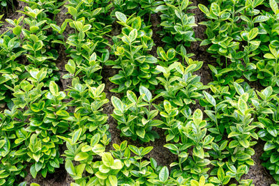 Close-up of plants