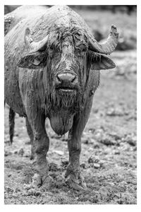 Portrait of a buffalo