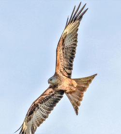 Low angle view of eagle flying against clear sky