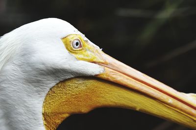 Close-up of a bird