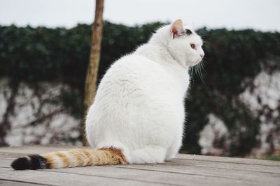 Close-up of a cat looking away